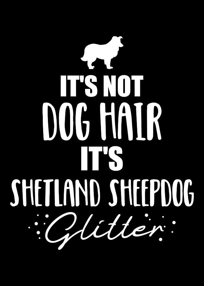 Shetland Sheepdog