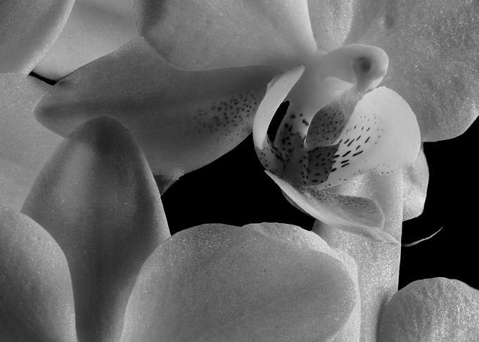 inside an orchid