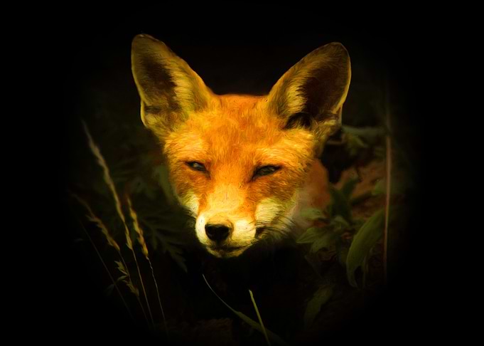 Curious fox