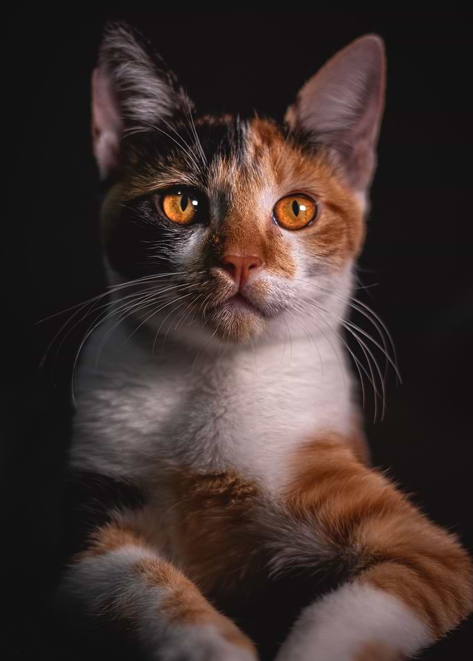 Amber Cat