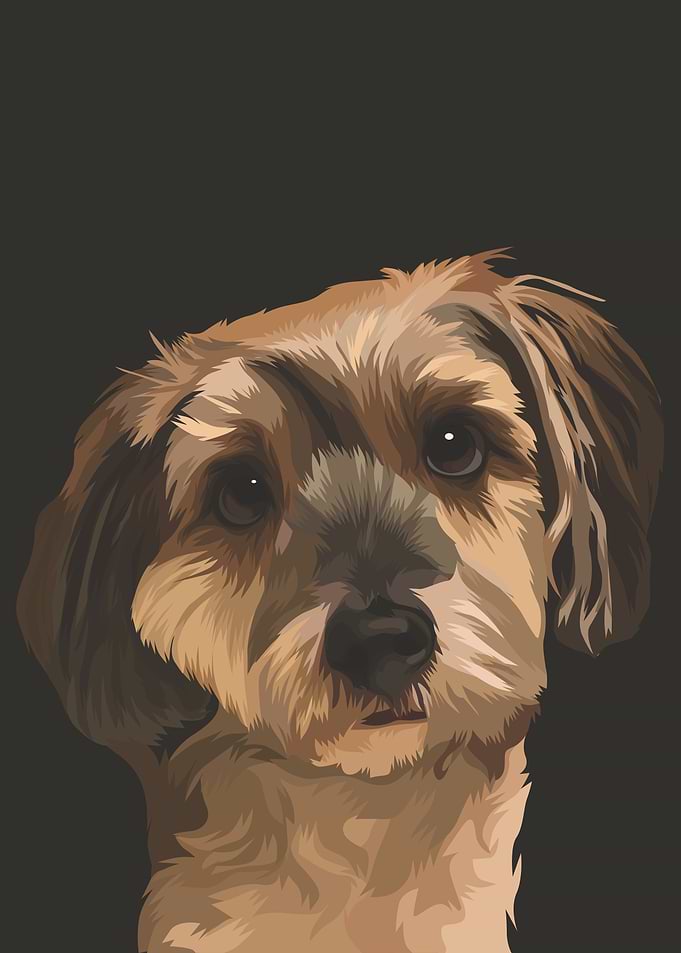 Norfolk Terrier Dog
