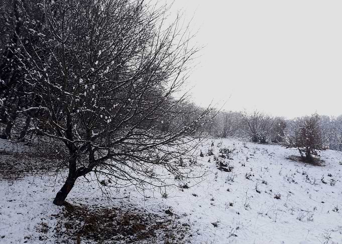 Tree under snow