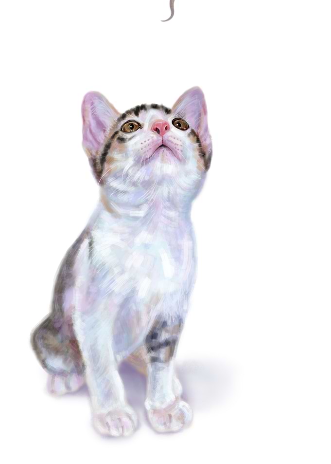Kitten staring gecko tail