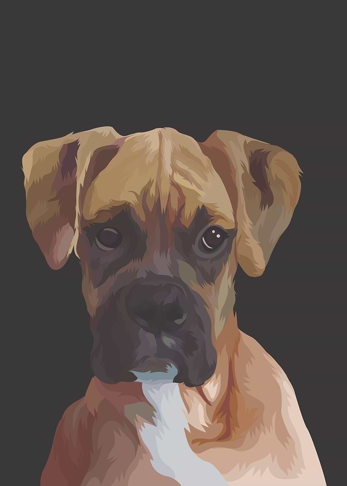 Boxer Dog
