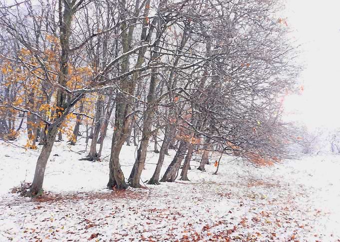 Early winter