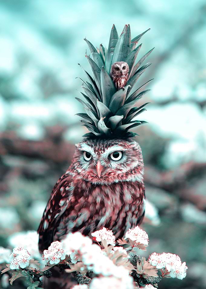 Owl King