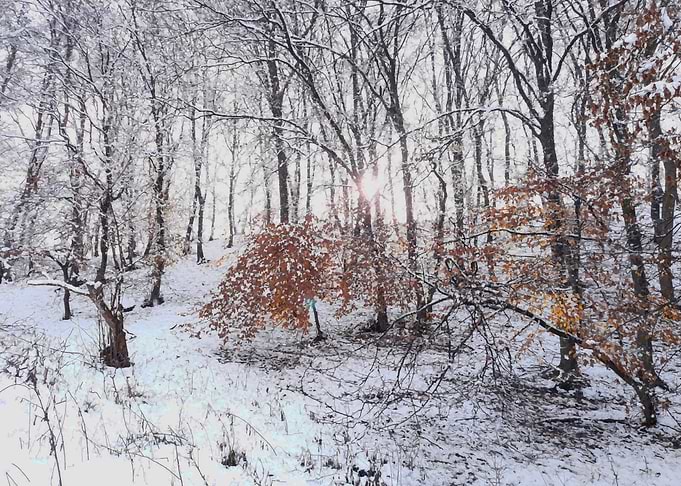 Peacefull winter