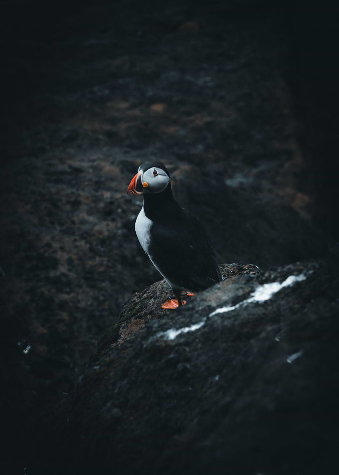 Puffin close up