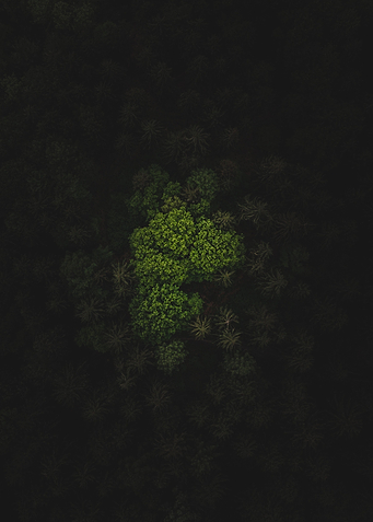 Topdown Forest Droneshot