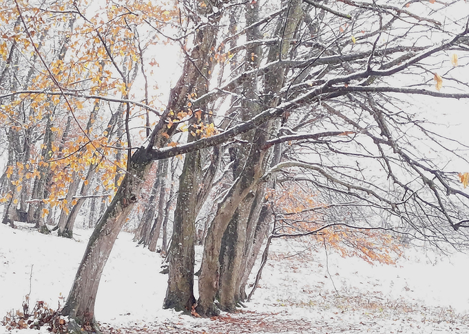 Snowy day