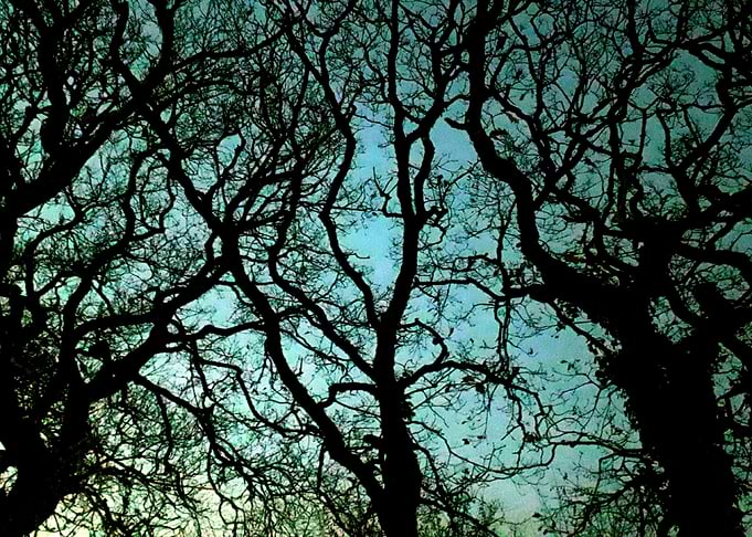 Wyrd Wood