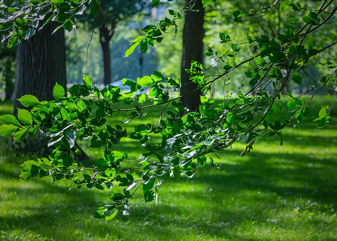 American Elms