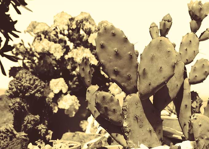 The Cactus