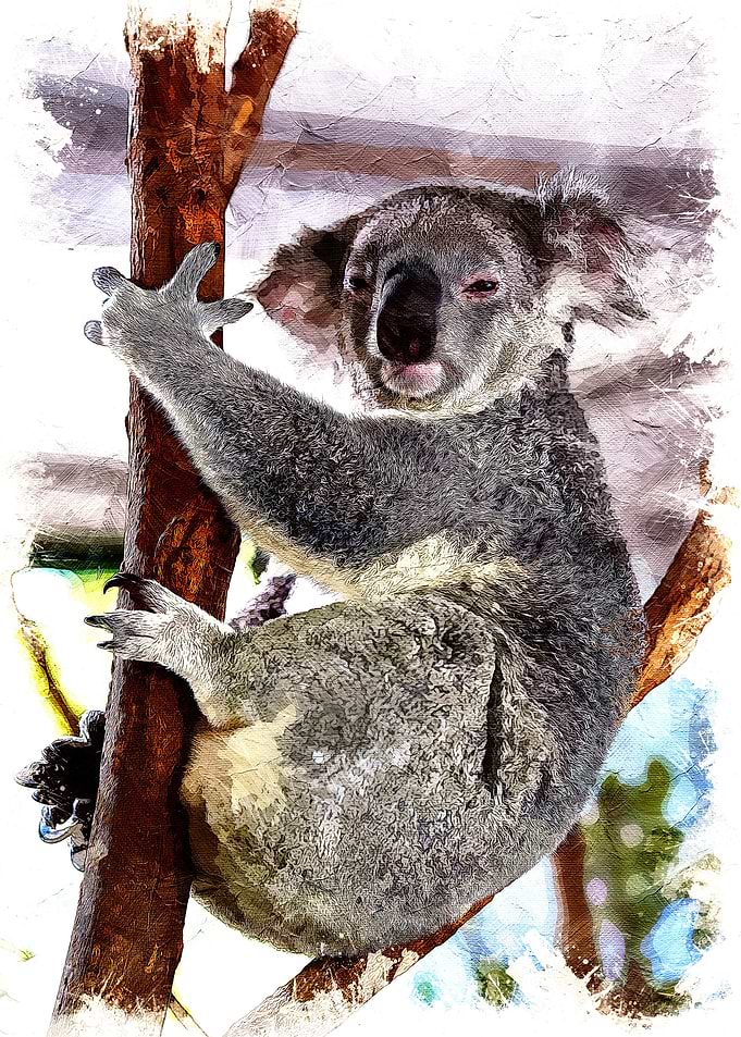 Koala