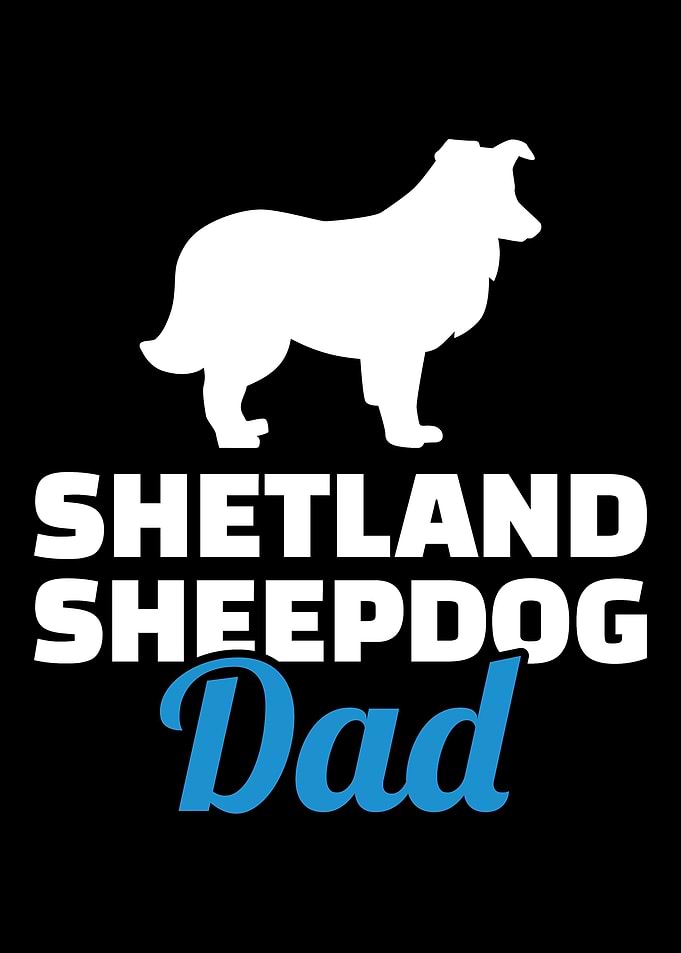 Shetland Sheepdog