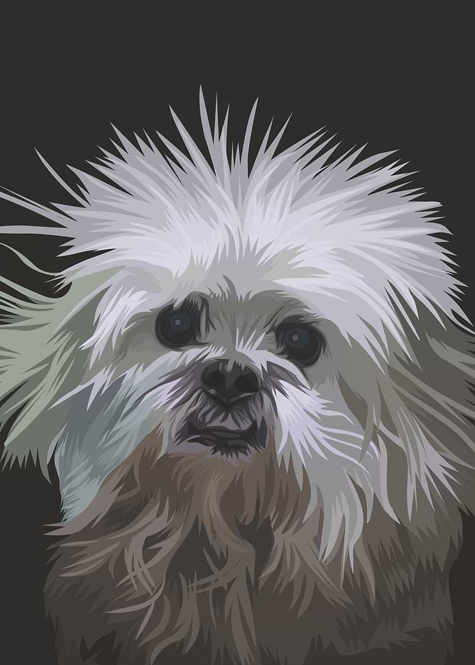 Bolognese Dog