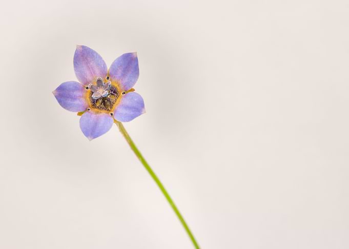Cape bluebells