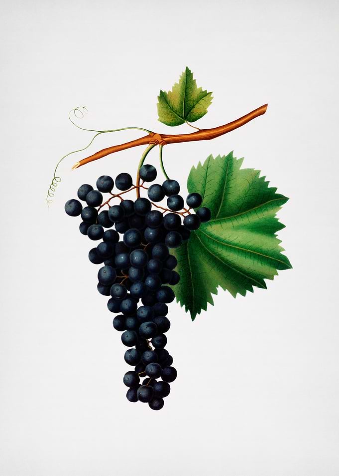 Vintage Berzemina Grapes