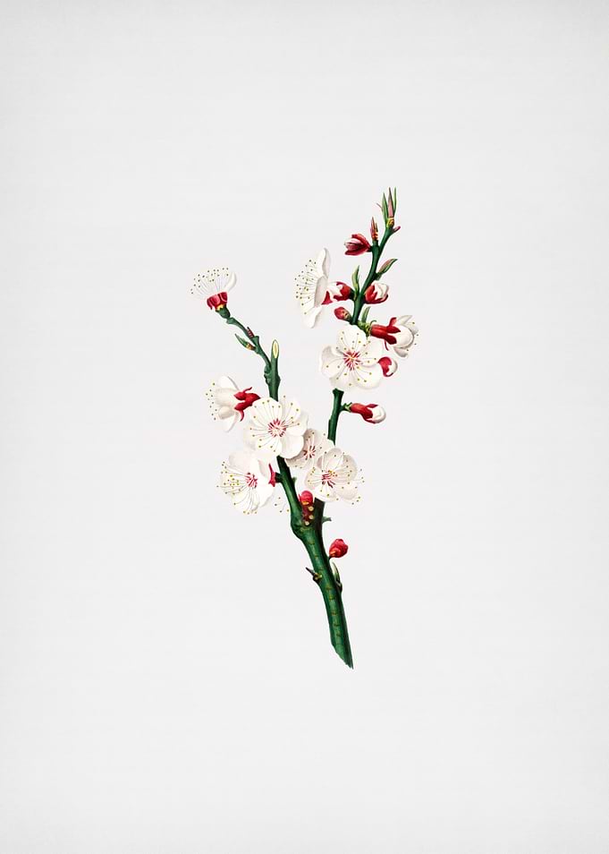 Vintage Apricot Flower Art