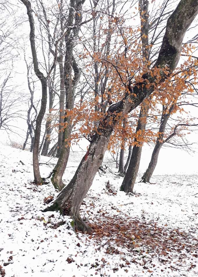 Snow time