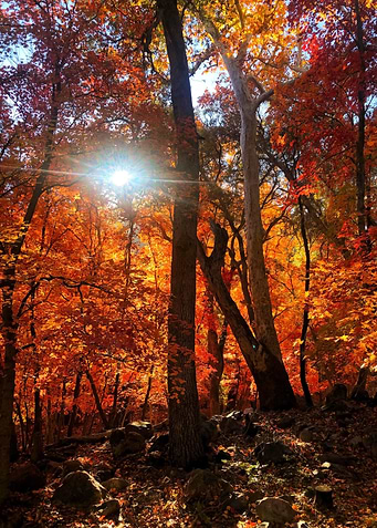 Forest Fall Morning