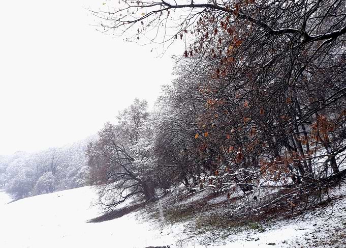 Forest in winter season