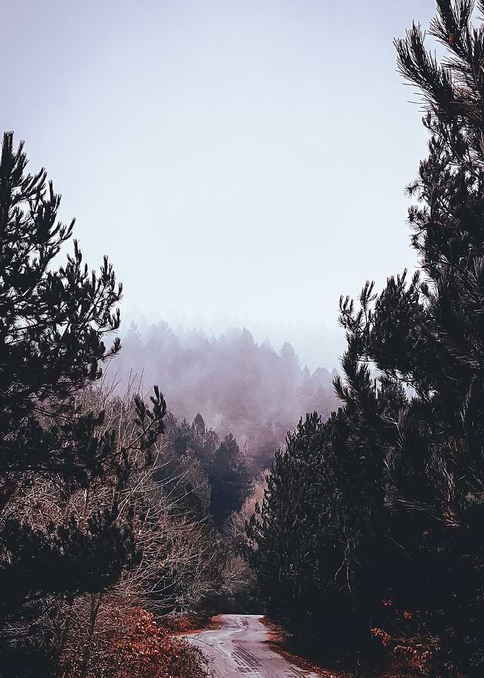 Into the Mist