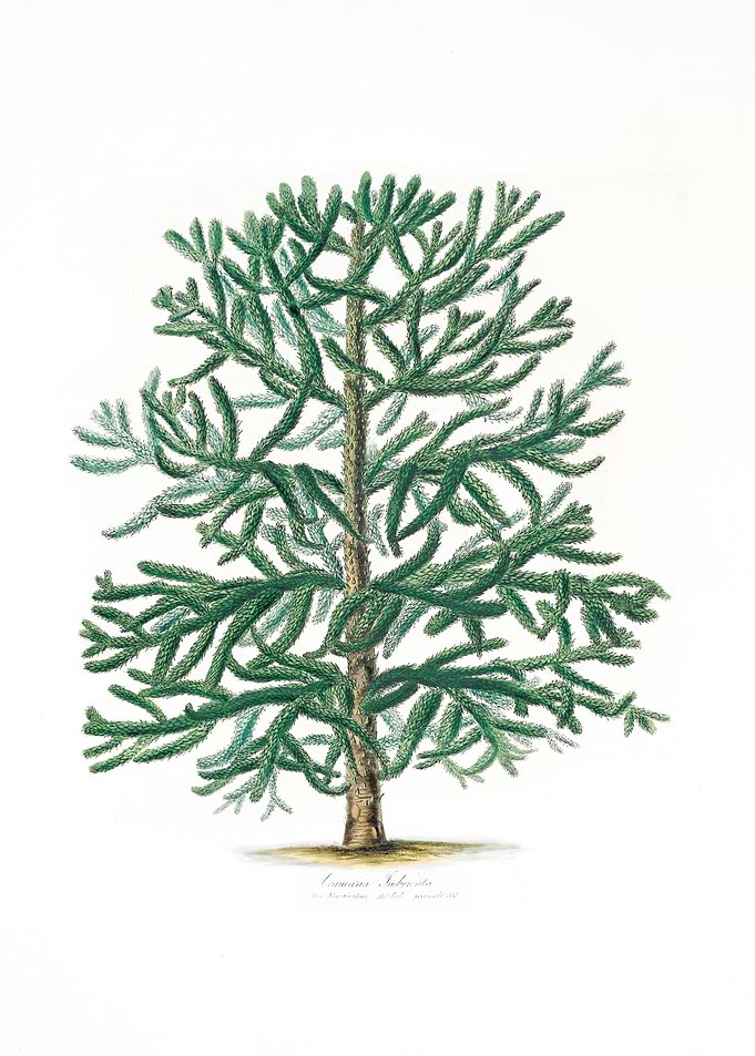 Araucaria imbricata