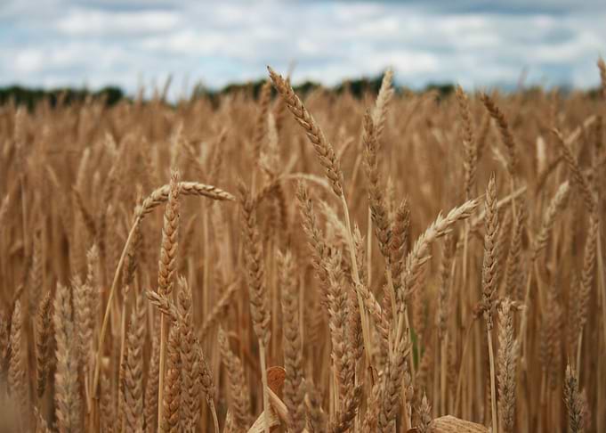 wheat field