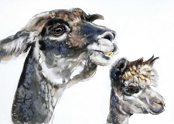 The Llamas