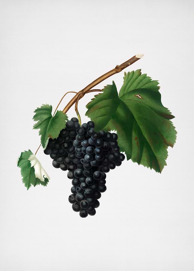 Vintage Black Canaiolo Art