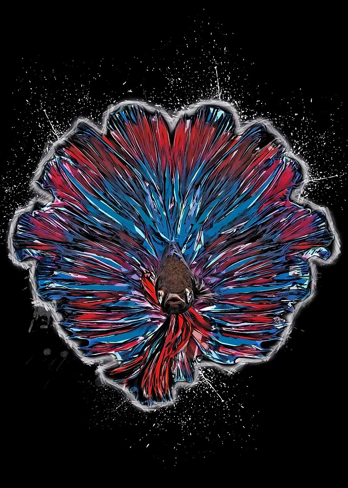 betta fish