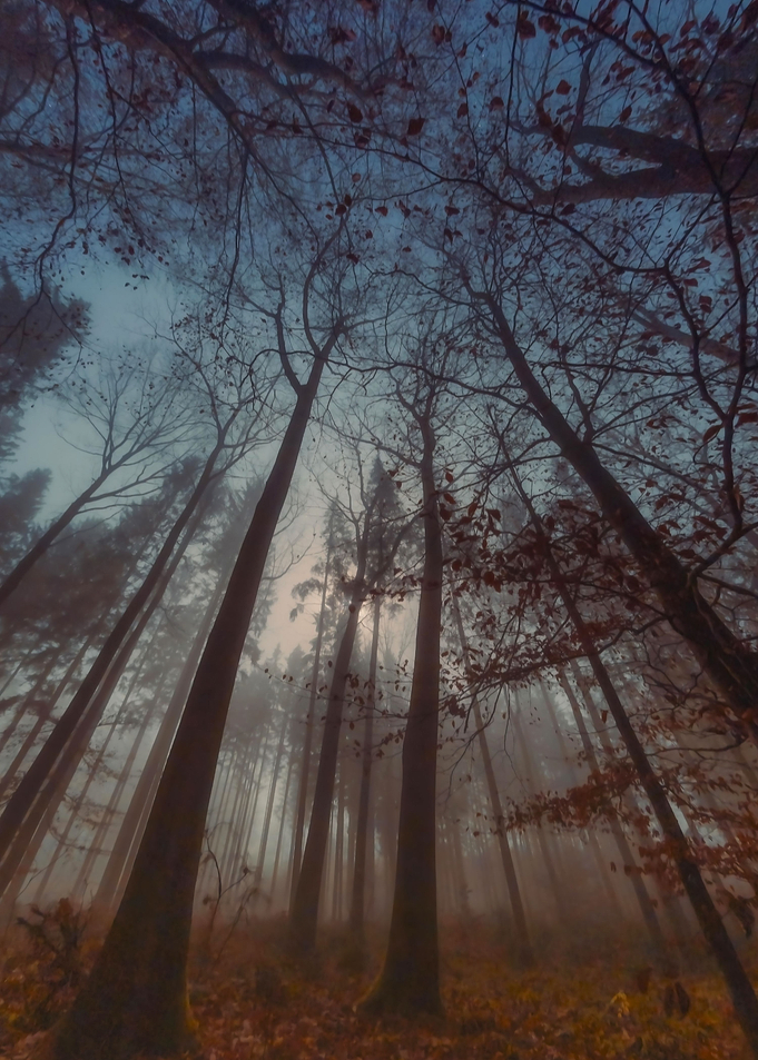 Black Forest