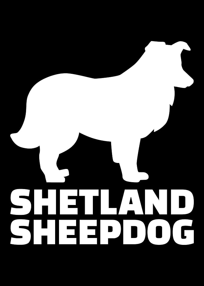 Shetland Sheepdog