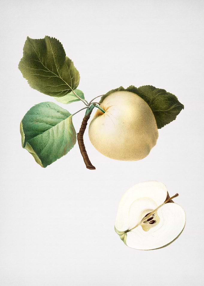 Vintage Astracan Apple Art