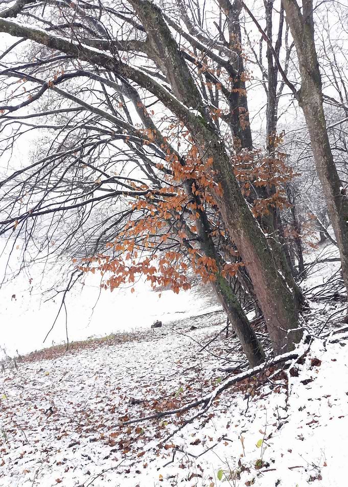 Perfect winter