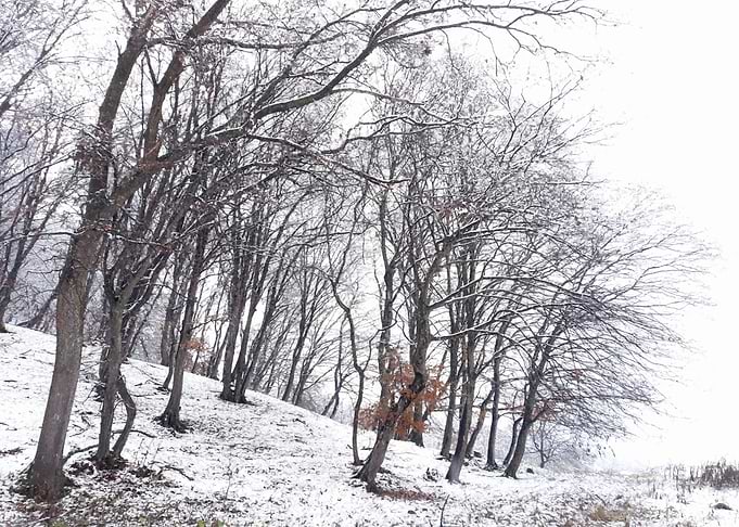 Snow on the trees