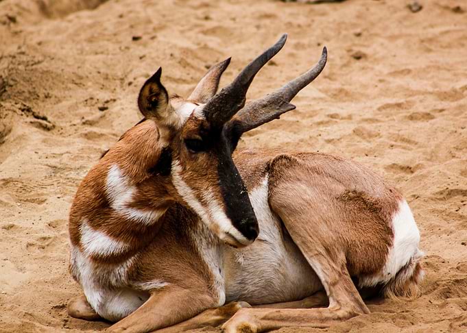 sleep orannge deer