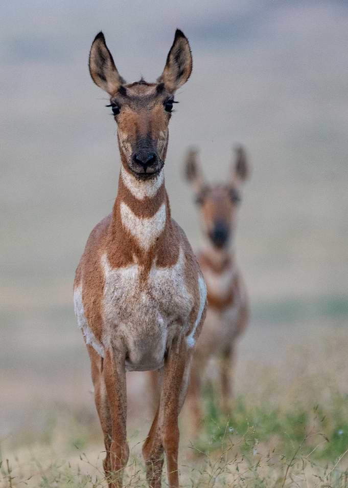 two body deer ear