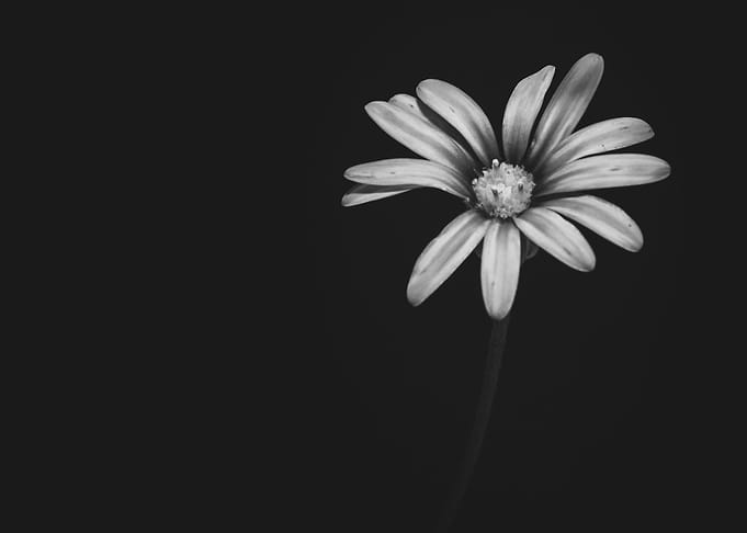 Blue daisy flower