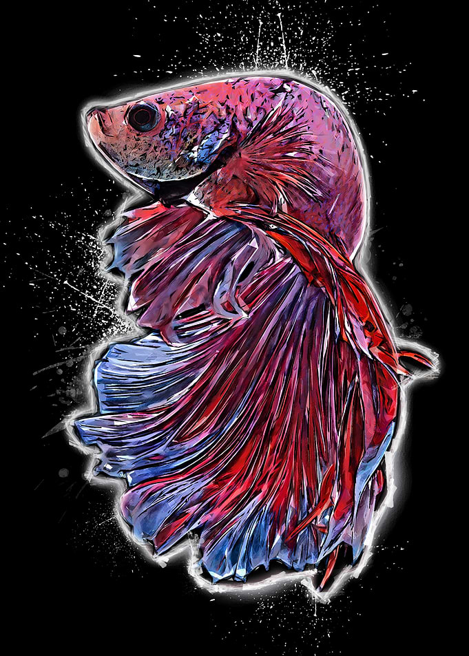 betta fish