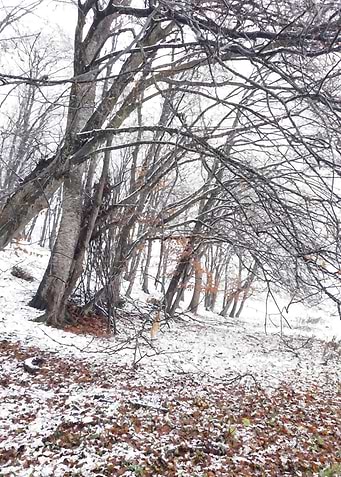 Frozen magic