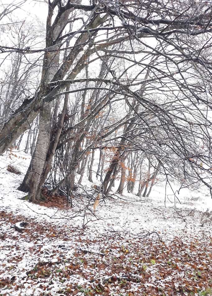 Frozen magic