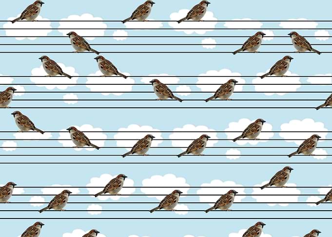 Musical sparrows