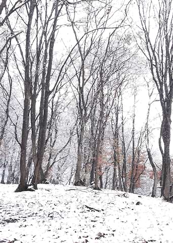 Forest walk in winter