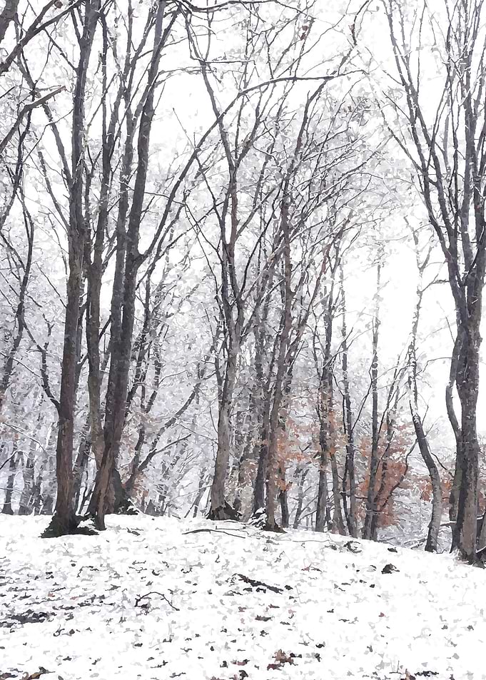 Forest walk in winter
