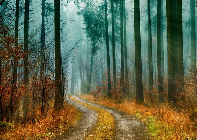 Wood Forest Life