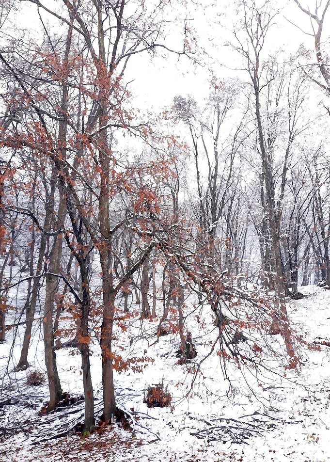 Snow bliss