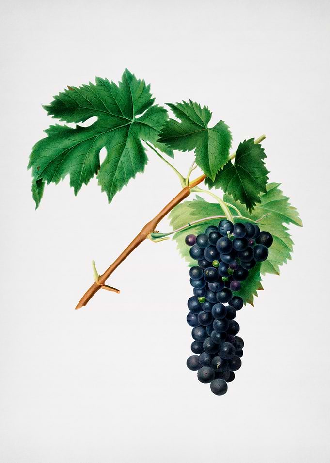 Black Aleatico Grapes Art