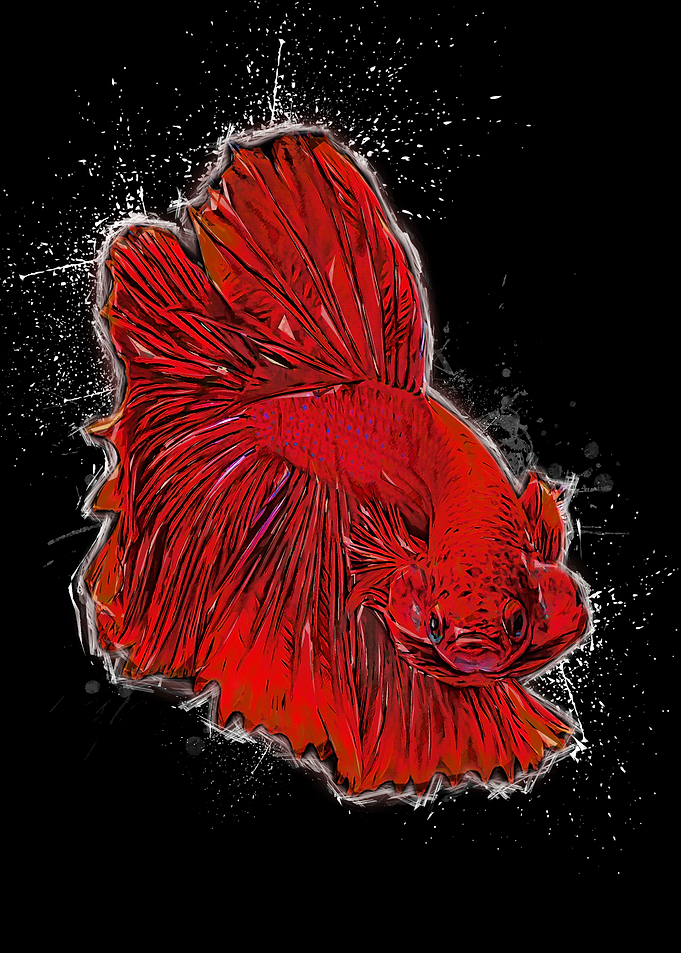 betta fish